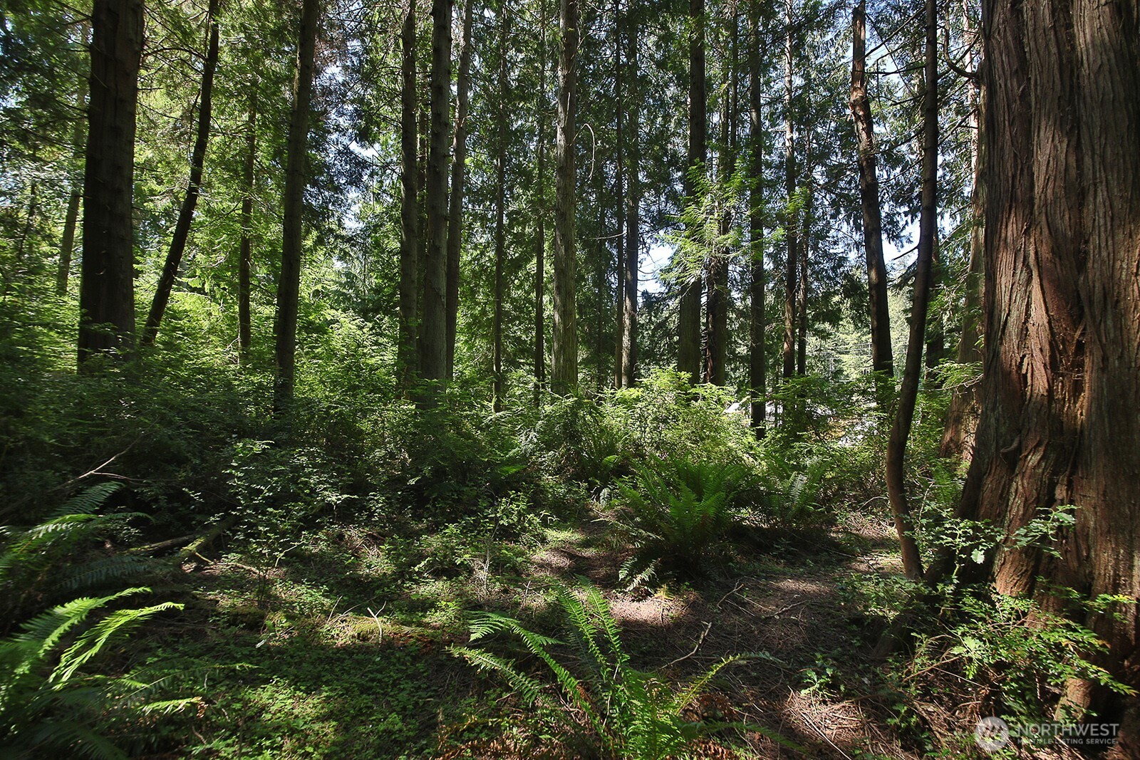 -xxx East Harbor Road Freeland, WA 98249 - Photo 7 of 29 a view of a forest with trees