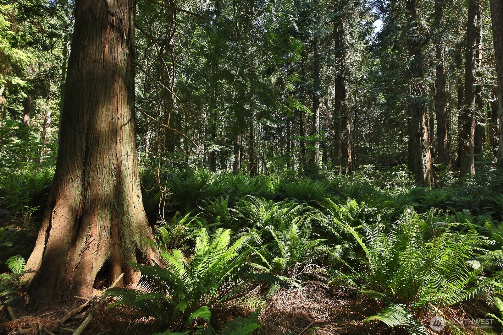 -xxx East Harbor Road Freeland, WA 98249 - Photo 8 of 29 a view of outdoor space and trees