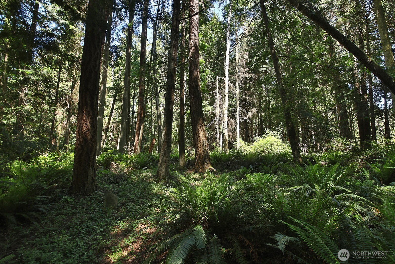 -xxx East Harbor Road Freeland, WA 98249 - Photo 9 of 29 a swing of trees
