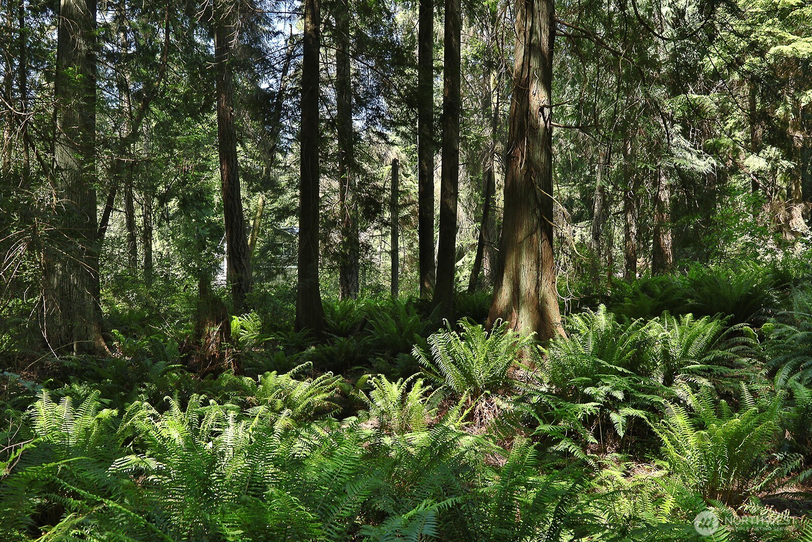 -xxx East Harbor Road Freeland, WA 98249 - Photo 10 of 29 a backyard of a house with lots of green space