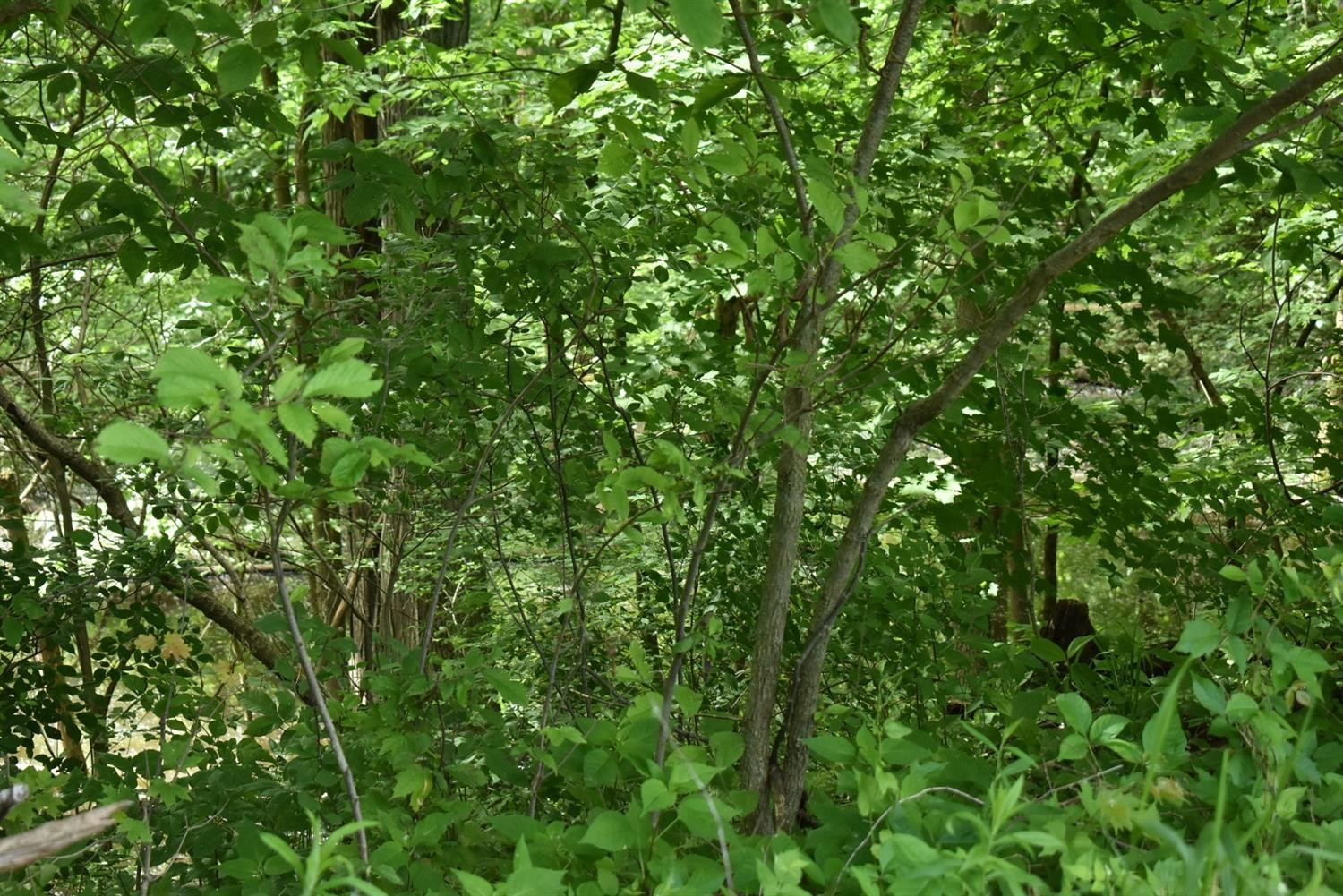 1 Wilcox Road Dundee, MI 48131 - Photo 7 of 10 Photo 7