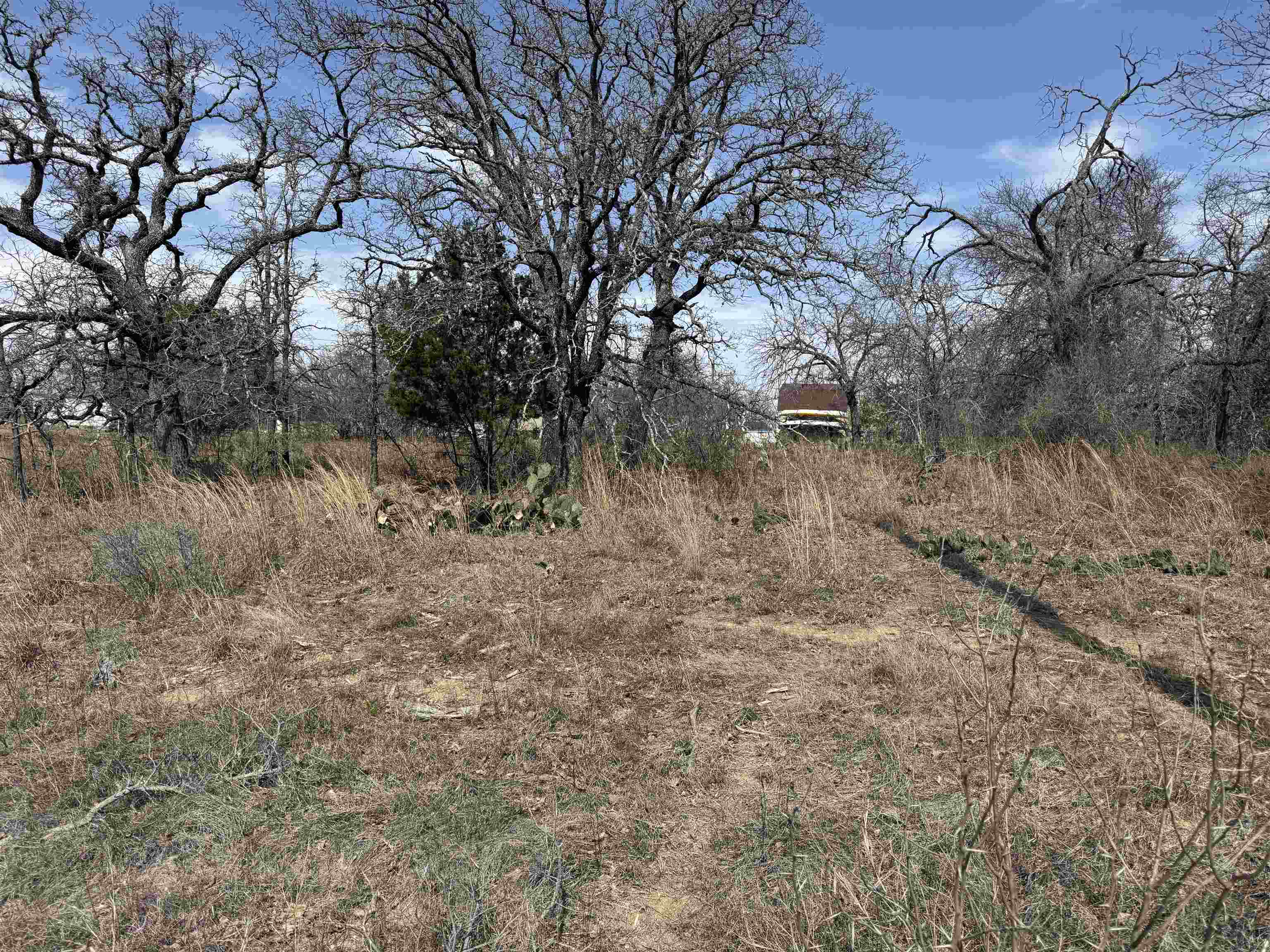 Lot 78 Ridgemont Drive Kingsland, TX 78639 - Photo 5 of 5 a view of a forest filled with trees