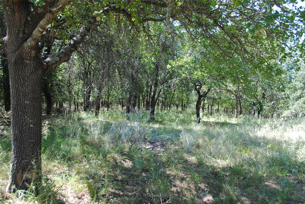 23 Promontory Port Comanche, TX 76442 - Photo 6 of 23 a view of a lush green forest