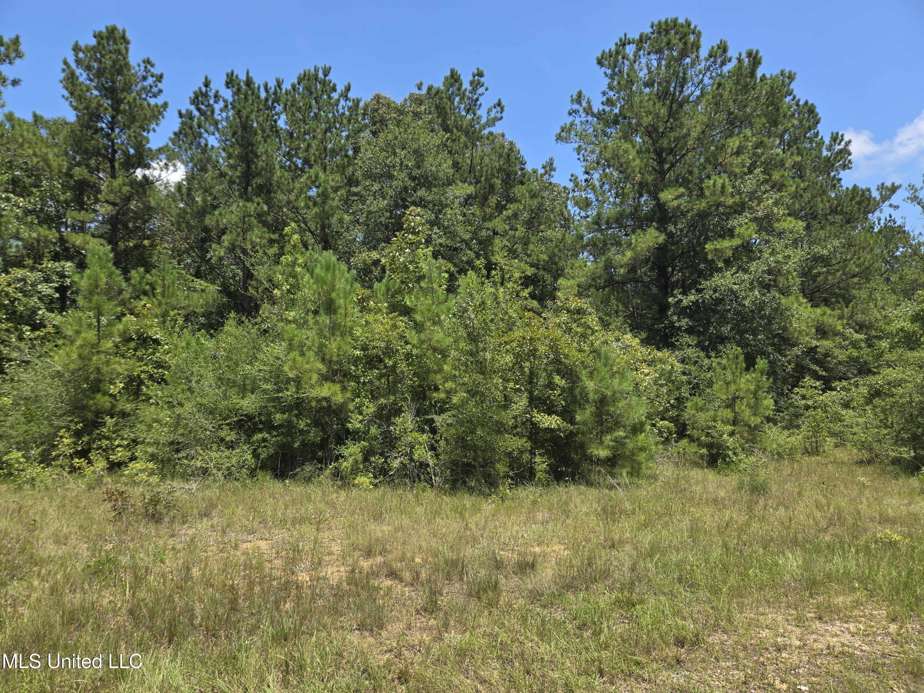 0 Cressionnie Road Carriere, MS 39426 - Photo 3 of 12 20250724_131113