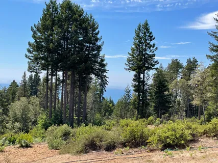 a view of a bunch of trees and bushes