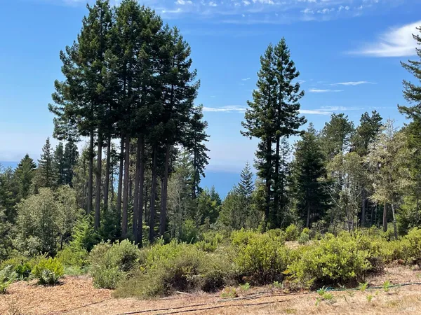 a view of a bunch of trees and bushes
