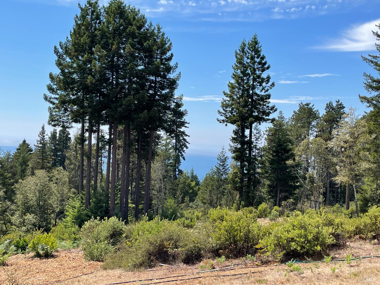 44035 Iversen Road Gualala, CA 95445 - Photo 8 of 18 a view of a bunch of trees and bushes