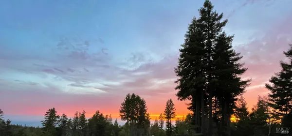 a view of a forest