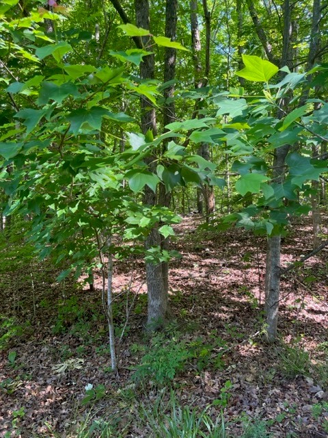 0 North Foxglove Road Westminster, SC 29693 - Photo 2 of 9 Level building lot