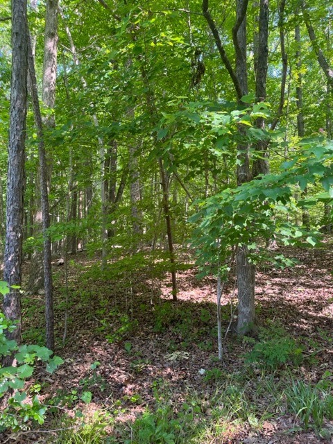 0 North Foxglove Road Westminster, SC 29693 - Photo 3 of 9 Gallery Image 3