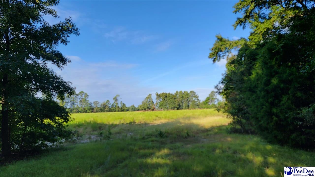 Tbd Cottingham Road Clio, SC 29525 - Photo 7 of 17 Gallery Image 7