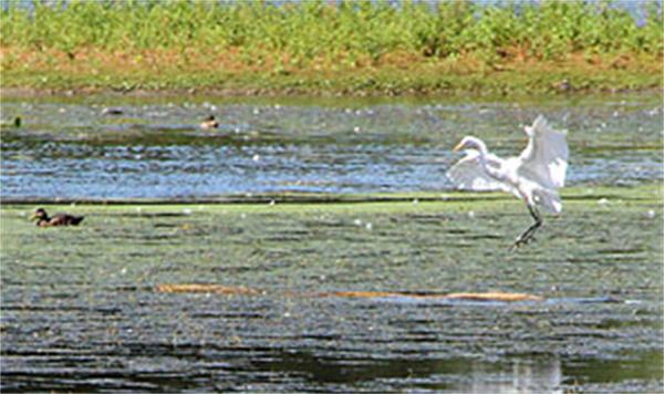 115 Common Street Dedham, MA 02026 - Photo 6 of 15