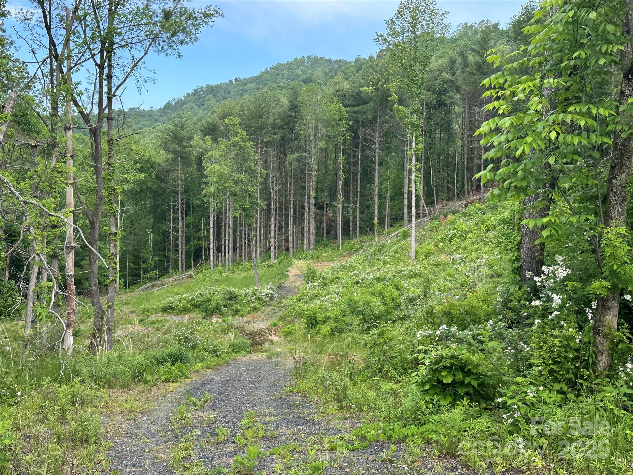 0 Pumpkin Patch Road Bakersville, NC 28705 - Photo 12 of 38