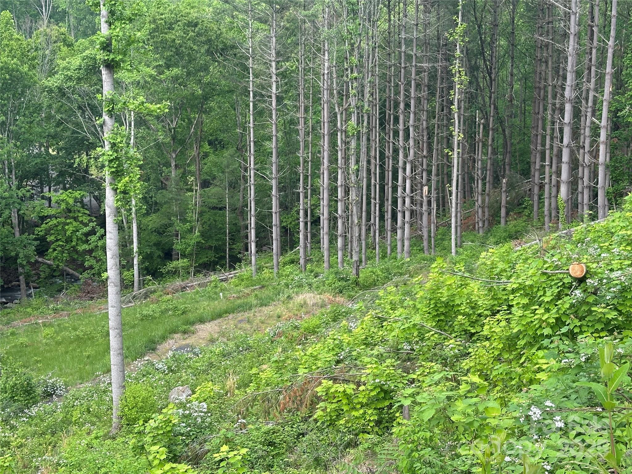0 Pumpkin Patch Road Bakersville, NC 28705 - Photo 17 of 38 a view of backyard with green space