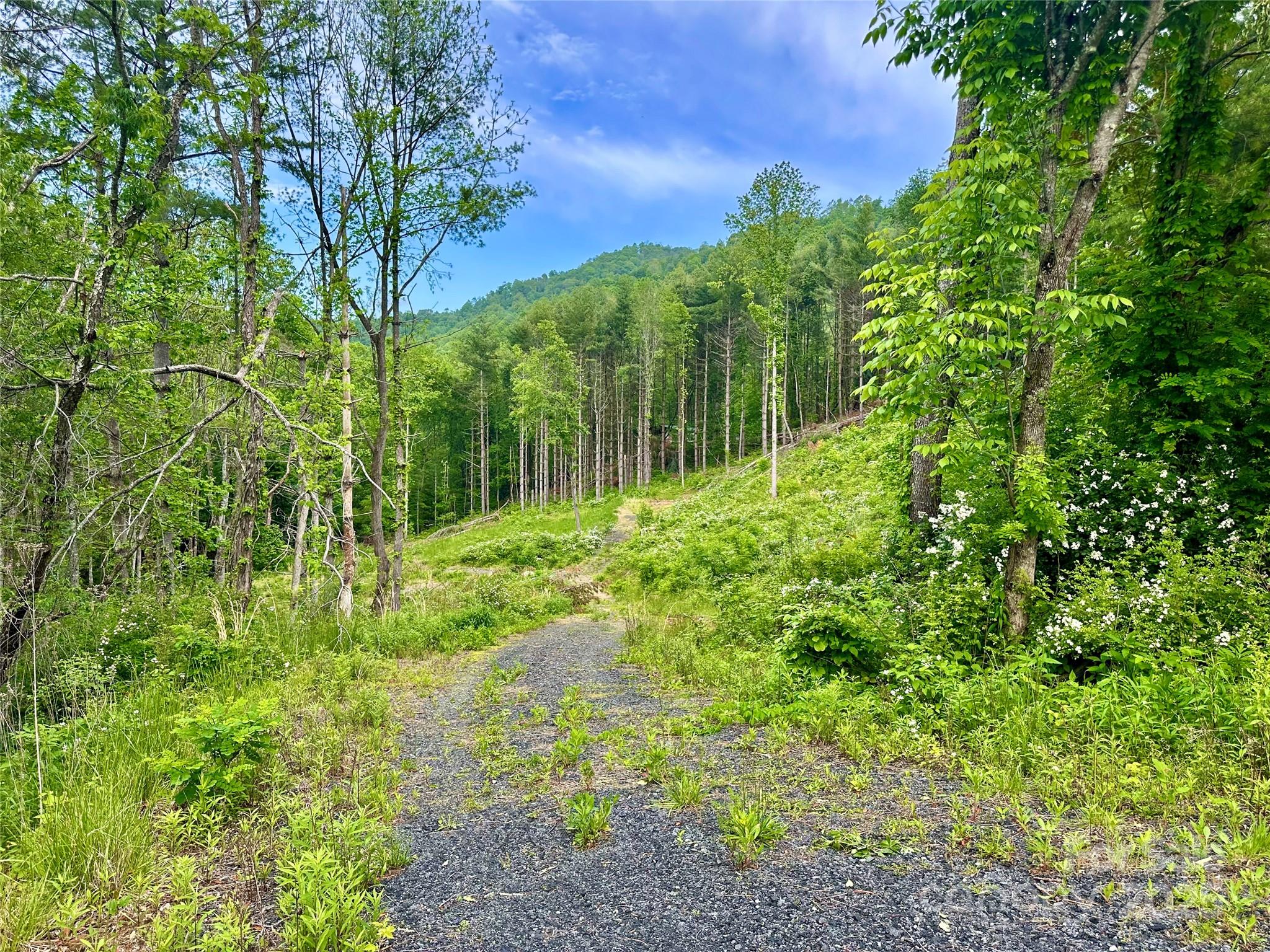 0 Pumpkin Patch Road Bakersville, NC 28705 - Photo 32 of 38 a view of a garden