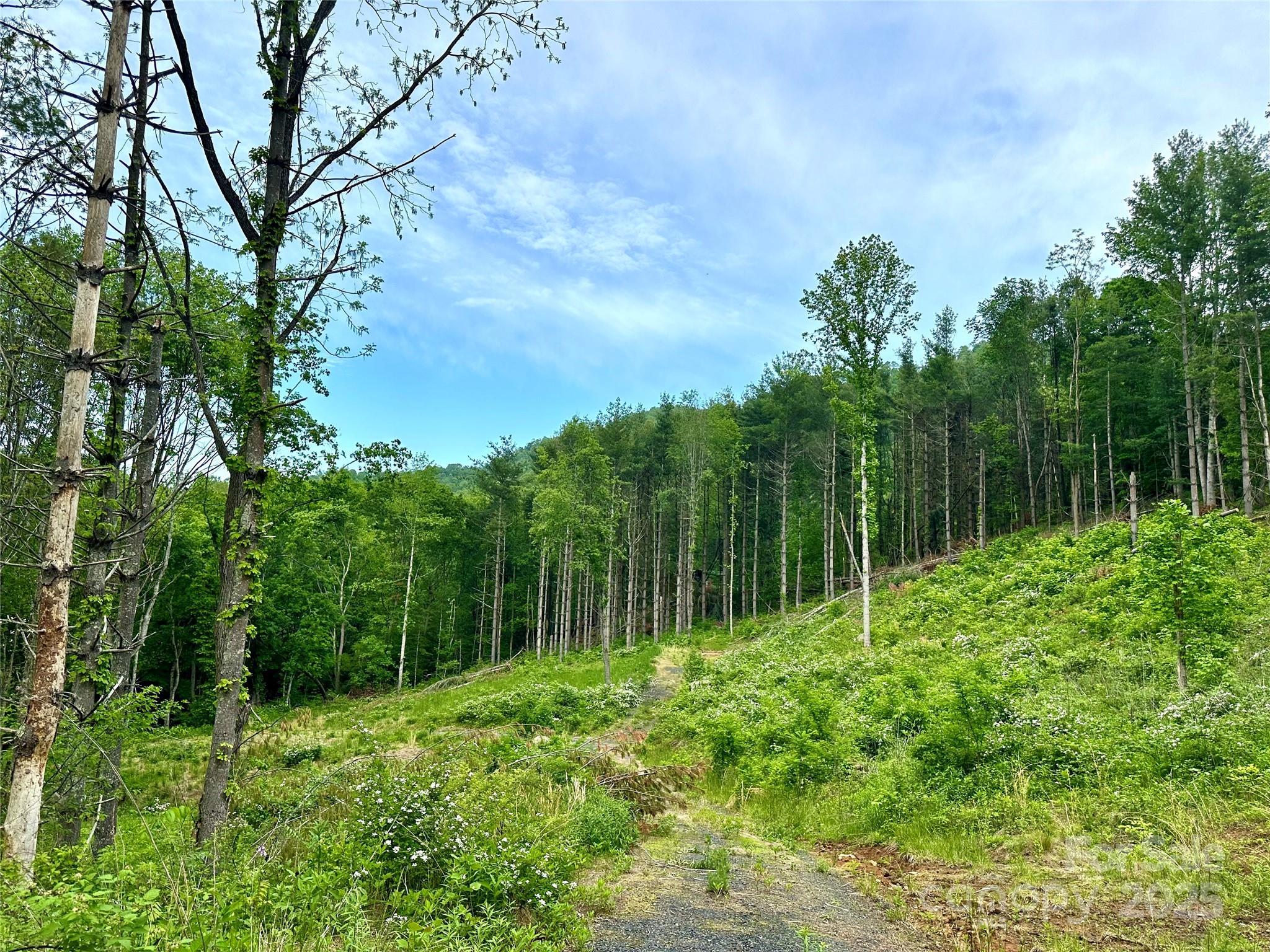 0 Pumpkin Patch Road Bakersville, NC 28705 - Photo 34 of 38 a garden view