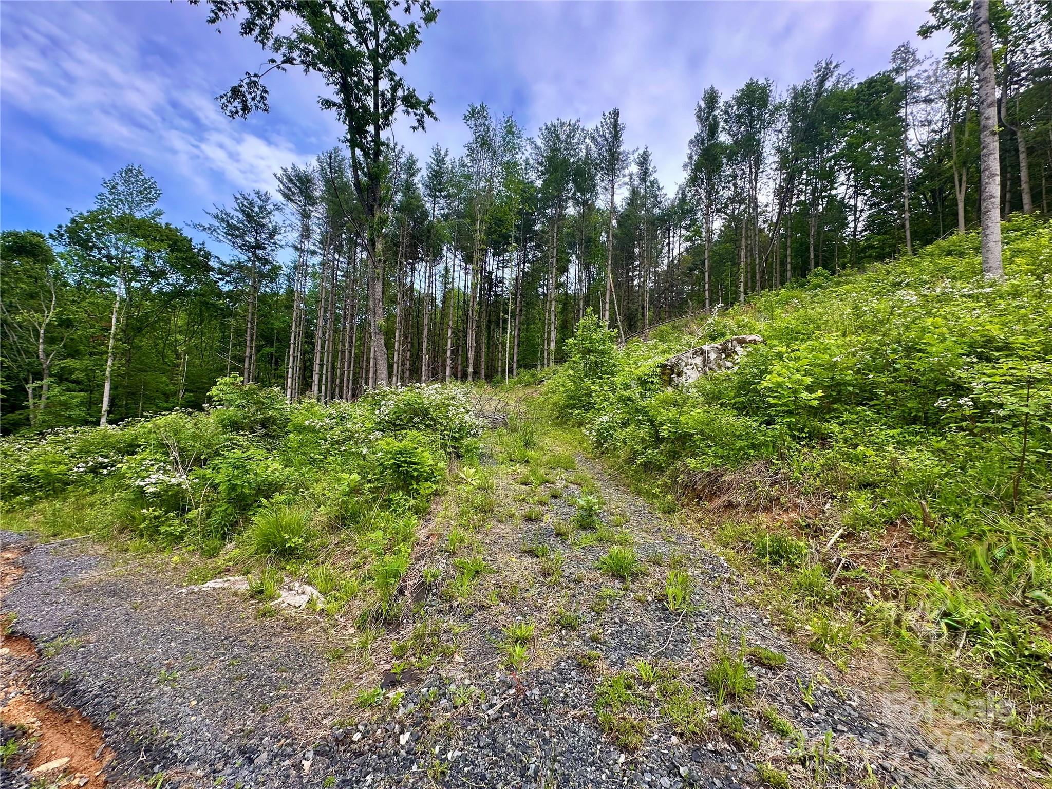 0 Pumpkin Patch Road Bakersville, NC 28705 - Photo 35 of 38 a view of a garden with a tree