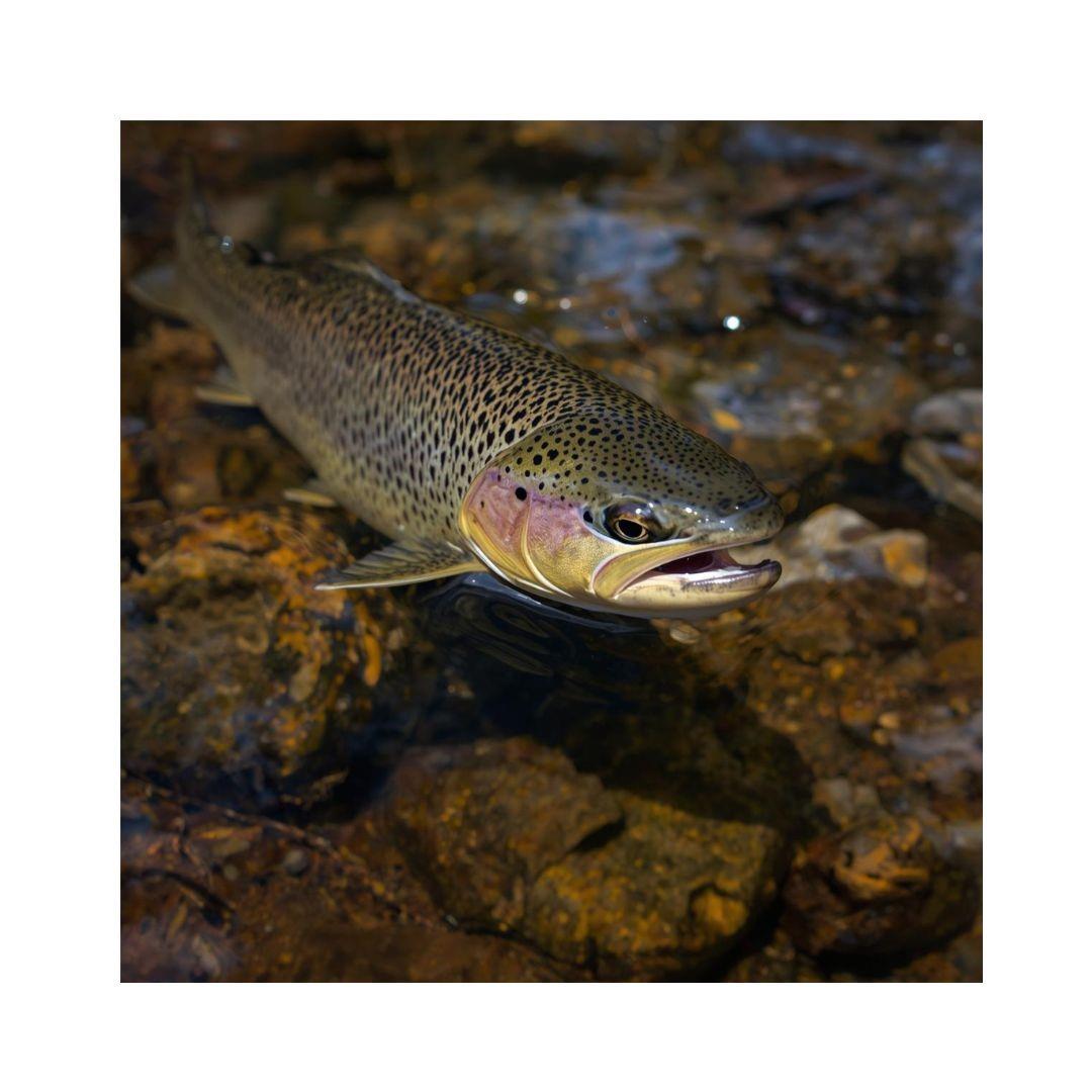 0 Pumpkin Patch Road Bakersville, NC 28705 - Photo 37 of 38 a bathroom with a sink