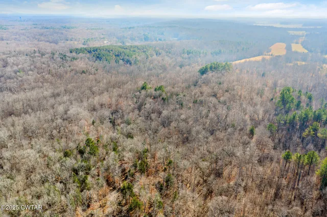 a view of a dry yard and covered with tall trees