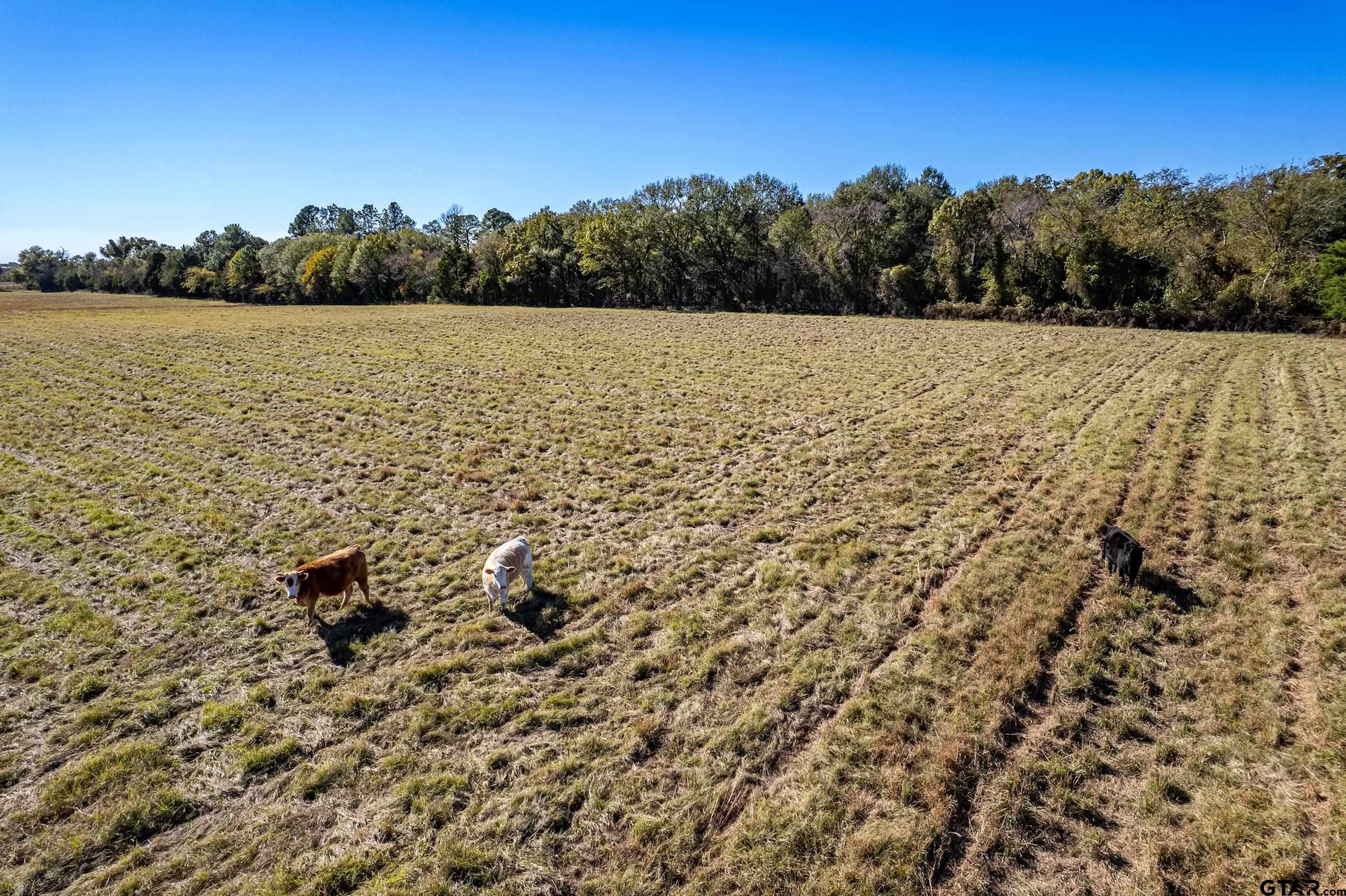 1504 Wills Point Wills Point, TX 75169 - Photo 4 of 17