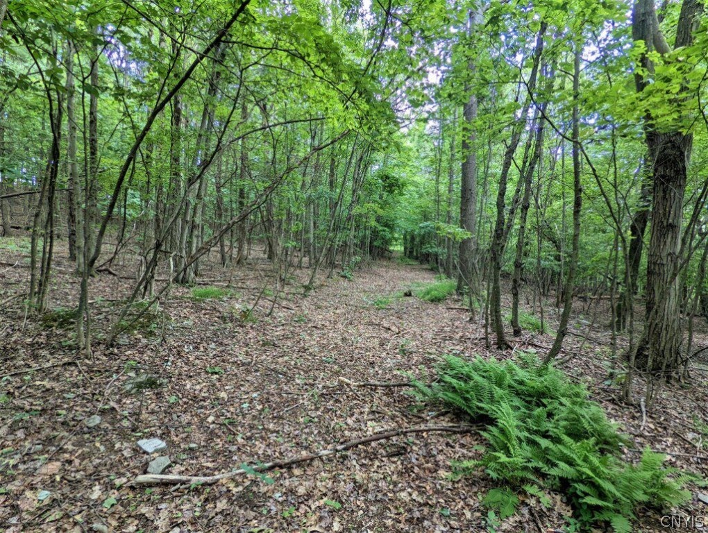 0 Wolf Run Road Campbell, NY 14821 - Photo 11 of 34