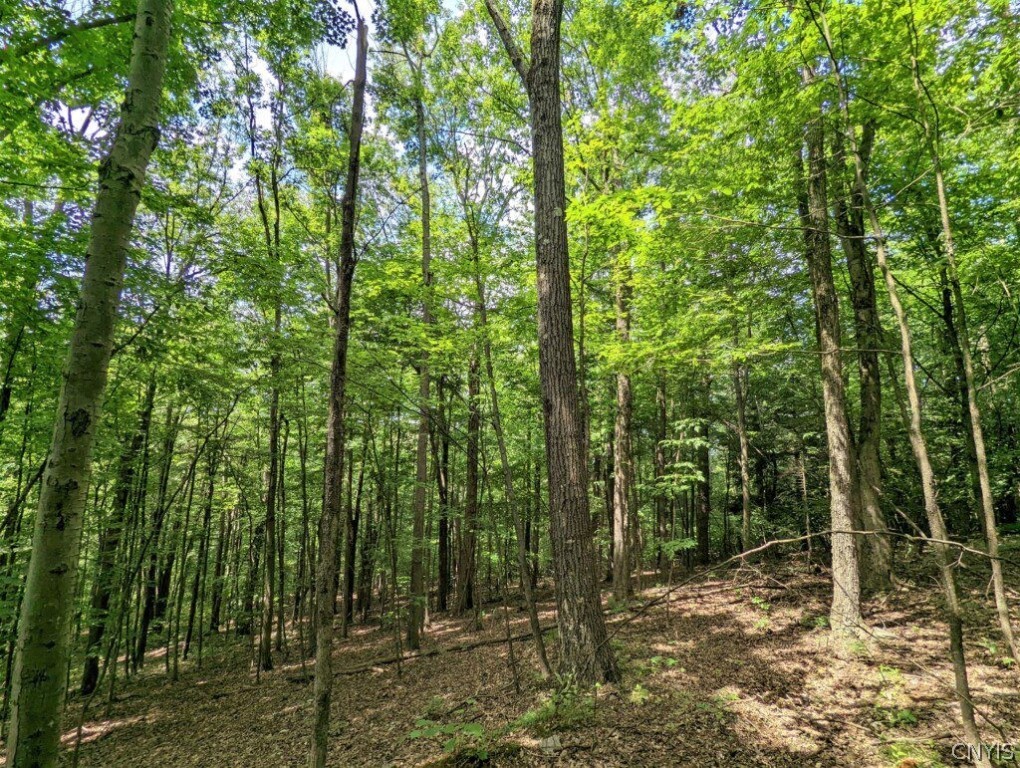 0 Wolf Run Road Campbell, NY 14821 - Photo 15 of 34