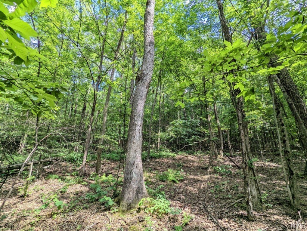 0 Wolf Run Road Campbell, NY 14821 - Photo 17 of 34