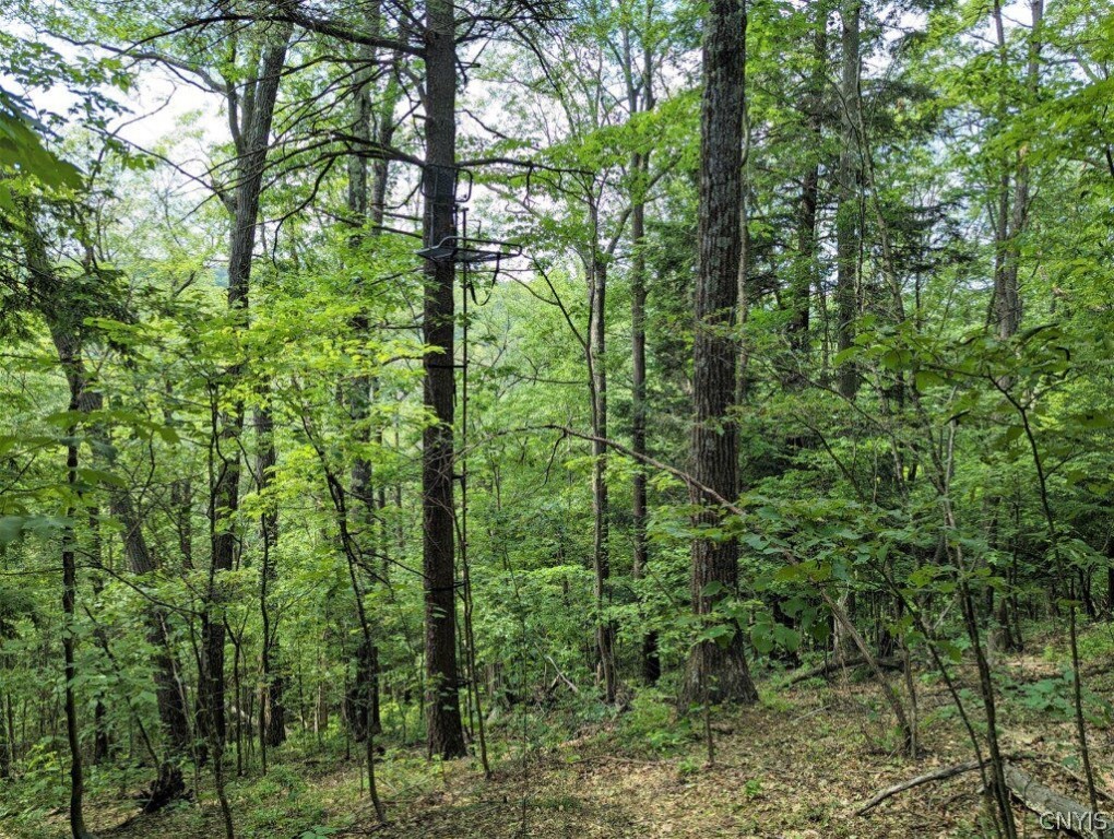 0 Wolf Run Road Campbell, NY 14821 - Photo 18 of 34