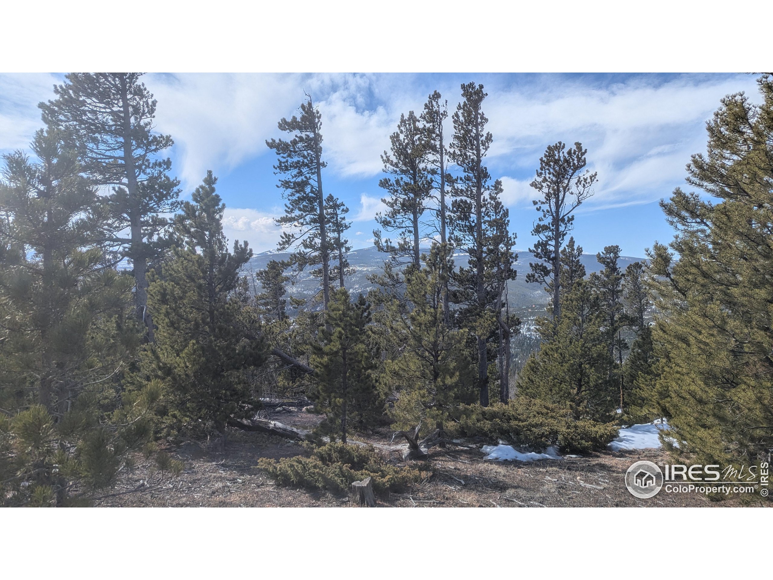 2182 Osage Trail Red Feather Lakes, CO 80545 - Photo 14 of 43 a black and white photo of a forest