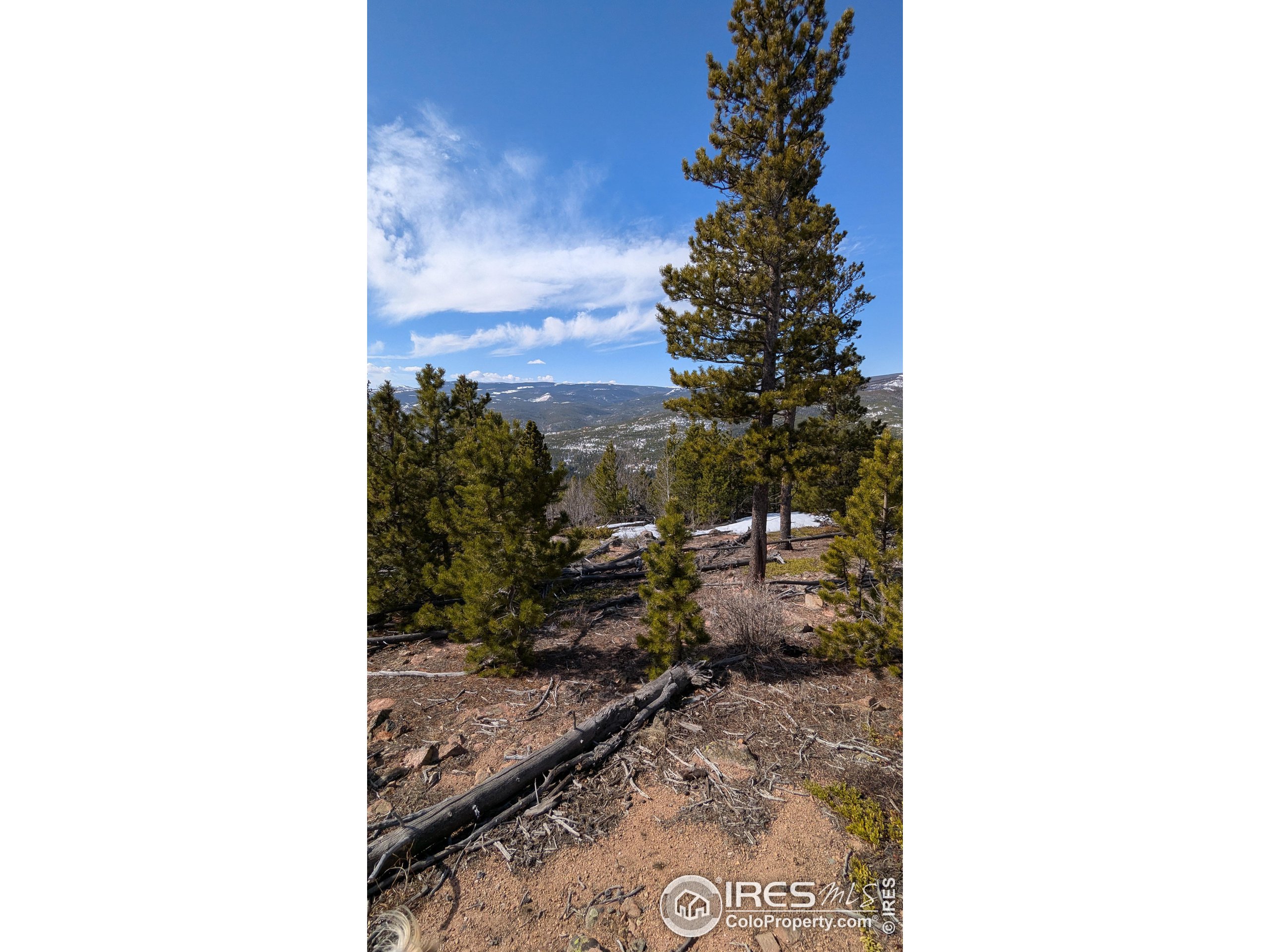 2182 Osage Trail Red Feather Lakes, CO 80545 - Photo 19 of 43 a view of a yard