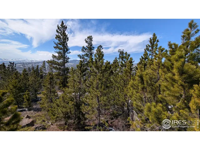 a close up of a plant in a garden