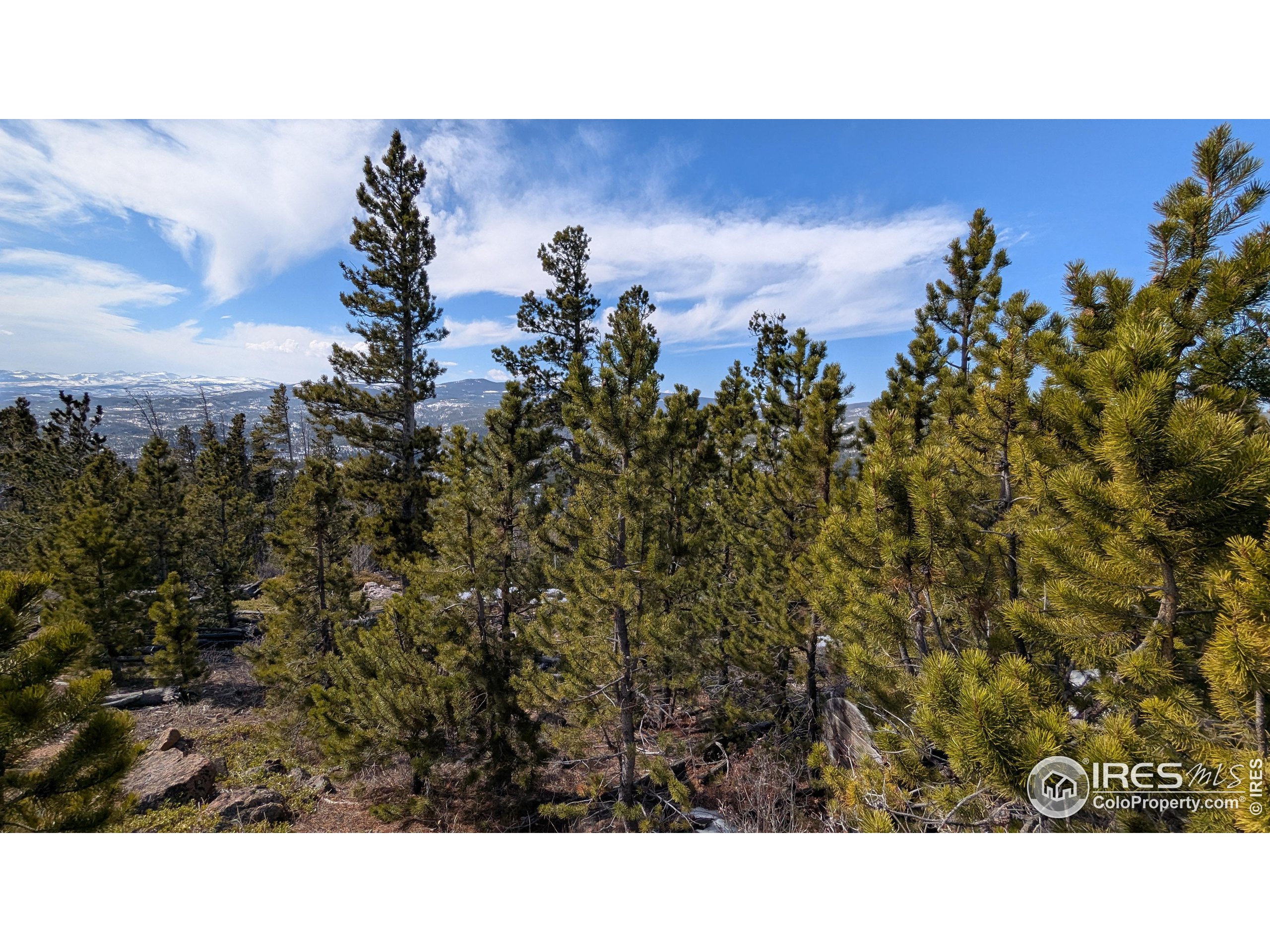 2182 Osage Trail Red Feather Lakes, CO 80545 - Photo 21 of 43 a view of a backyard