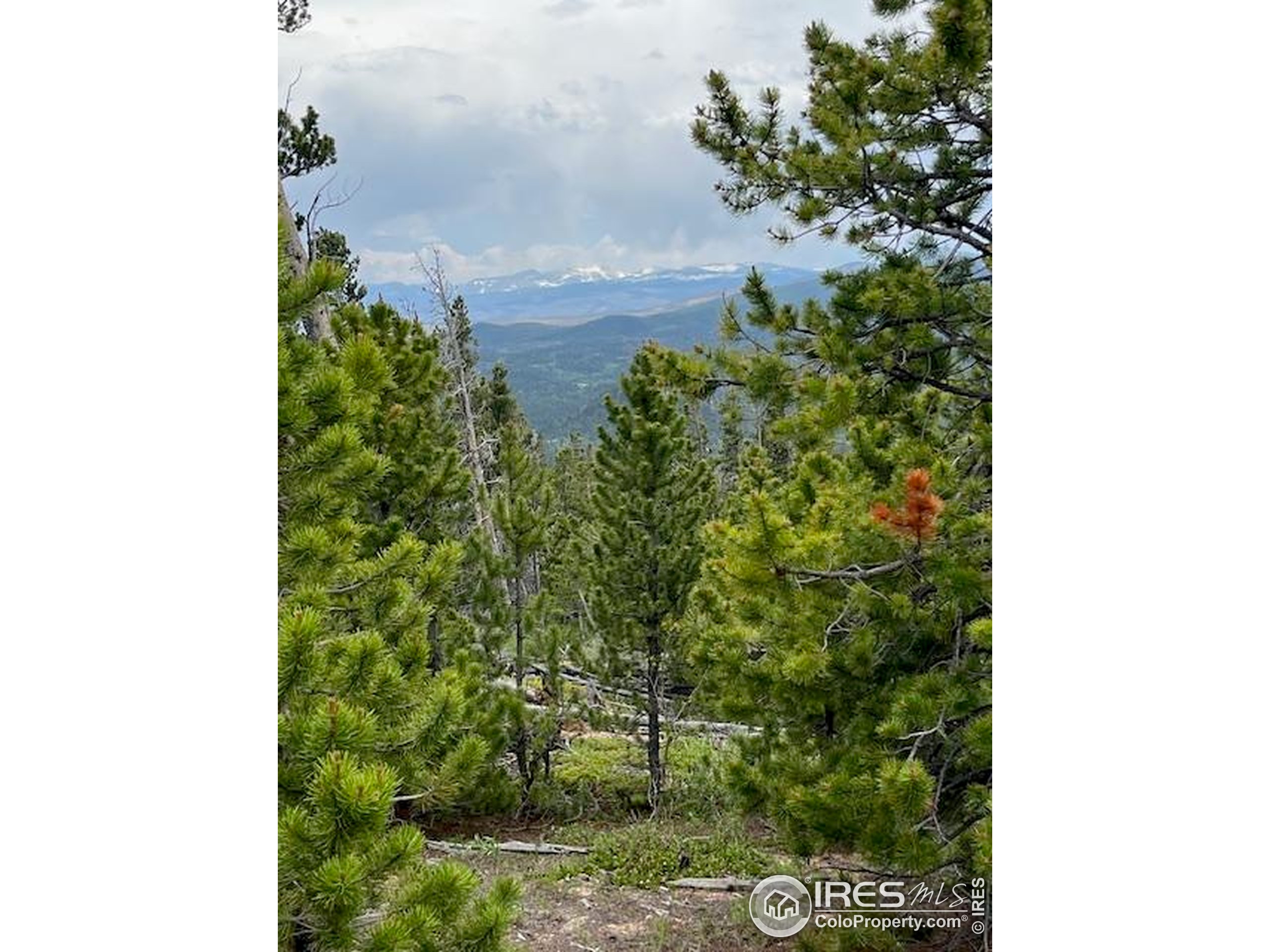 2182 Osage Trail Red Feather Lakes, CO 80545 - Photo 25 of 43 a view of a yard