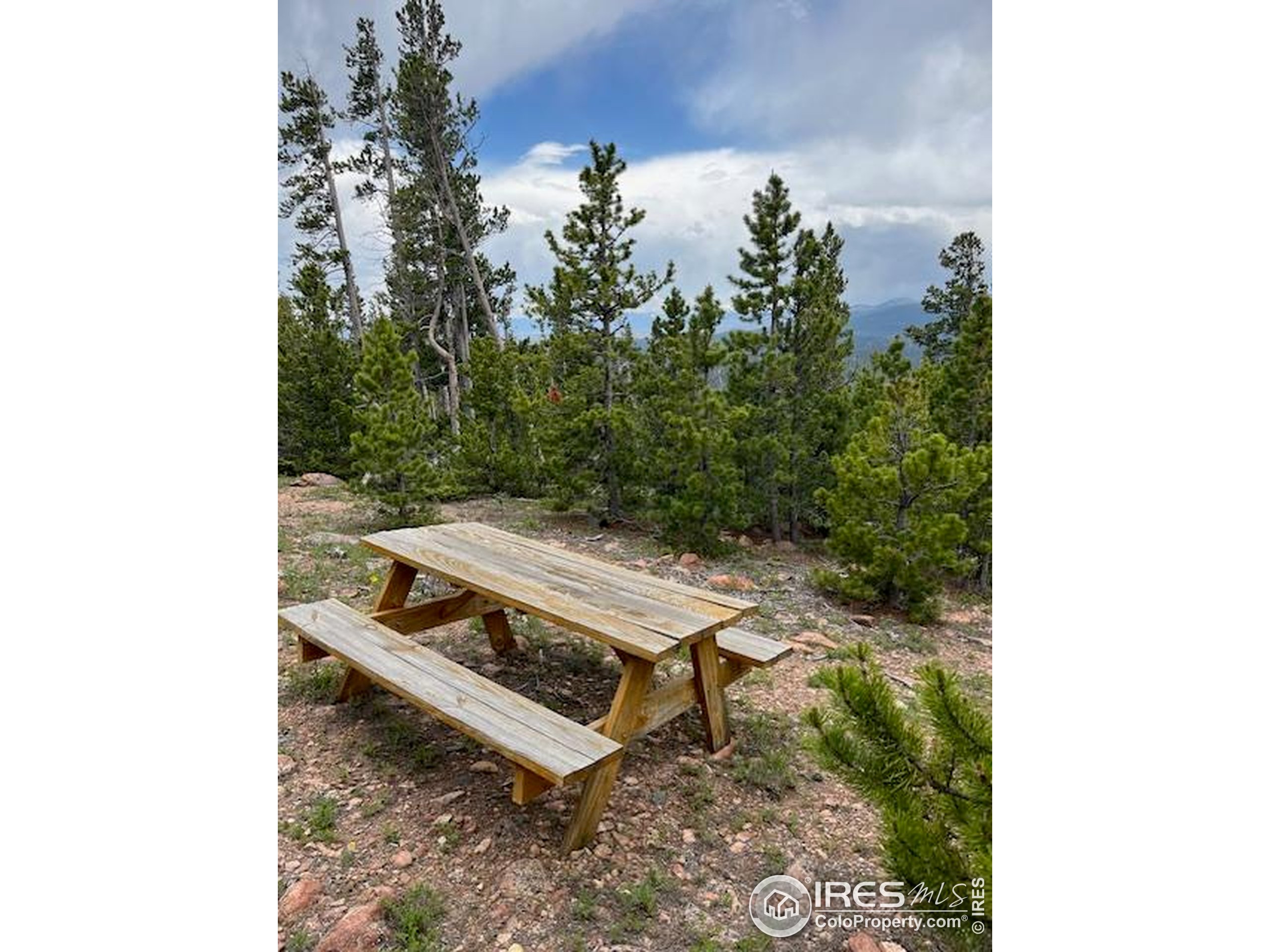 2182 Osage Trail Red Feather Lakes, CO 80545 - Photo 31 of 43 a view of a yard with a bench and a tree