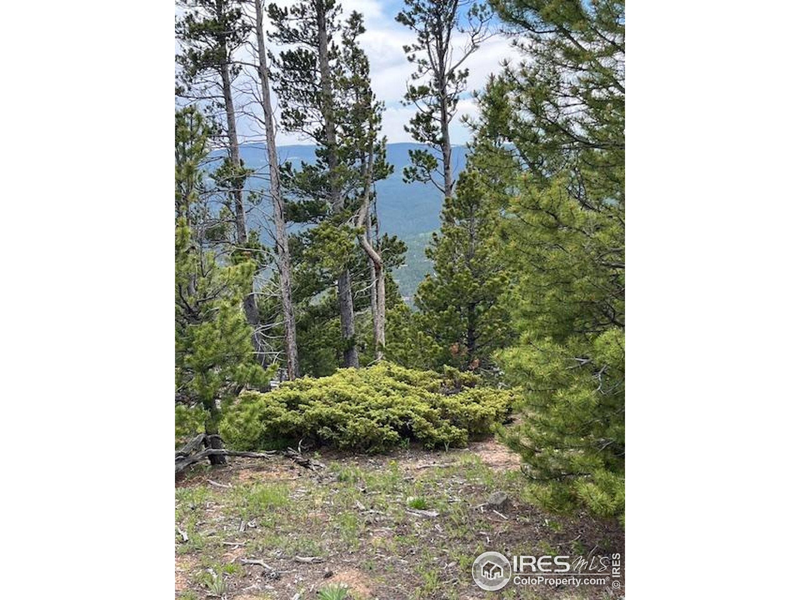 2182 Osage Trail Red Feather Lakes, CO 80545 - Photo 35 of 43 a view of a yard
