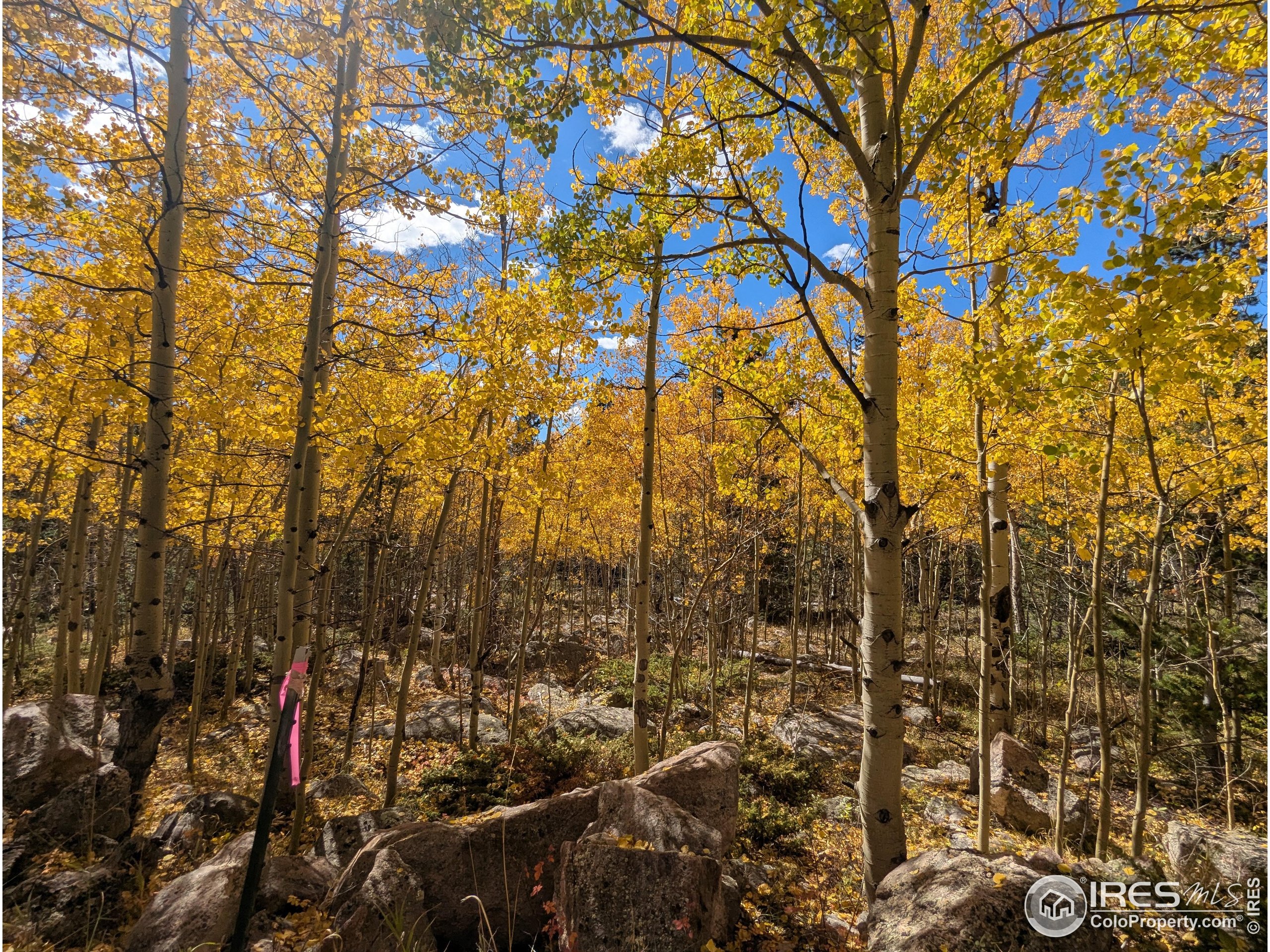2182 Osage Trail Red Feather Lakes, CO 80545 - Photo 7 of 43
