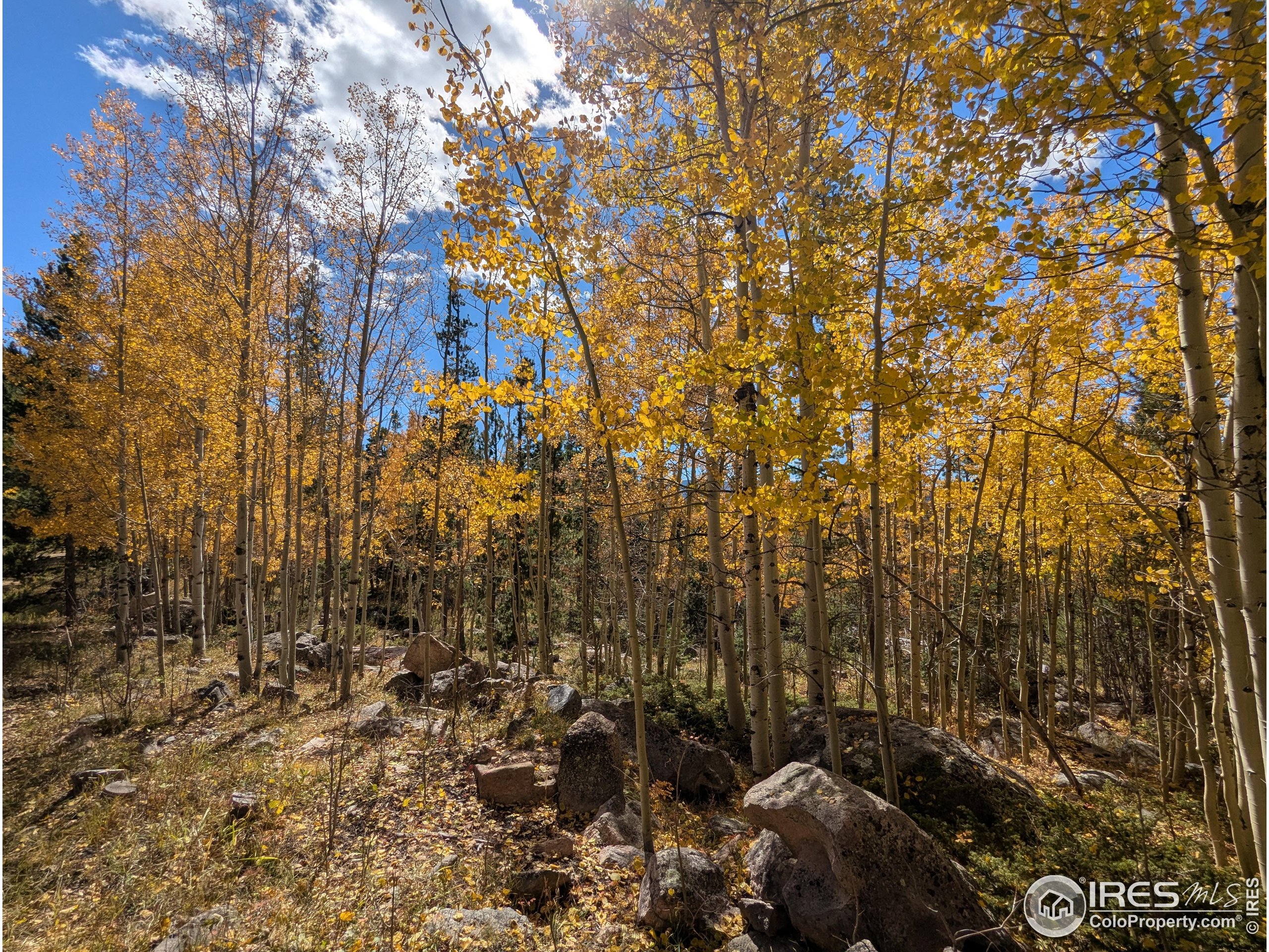 2182 Osage Trail Red Feather Lakes, CO 80545 - Photo 8 of 43 a view of a yard with plants and trees