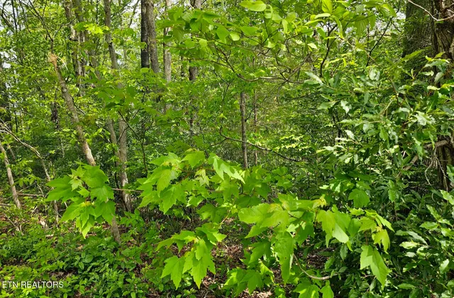 $19,900 | Sutherland Drive, Helenwood, TN 37755