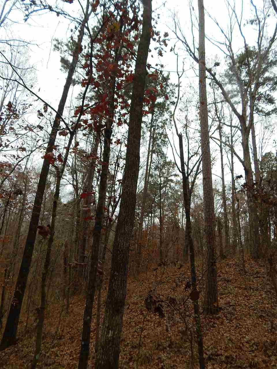 0 Clark Road Braxton, MS 39044 - Photo 9 of 50 Photo 9