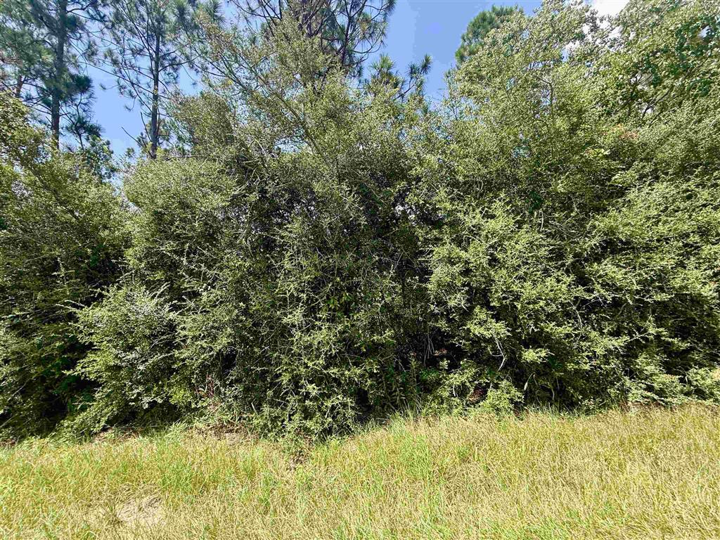 0 Bob Hayes Road Deridder, LA 70634 - Photo 9 of 11