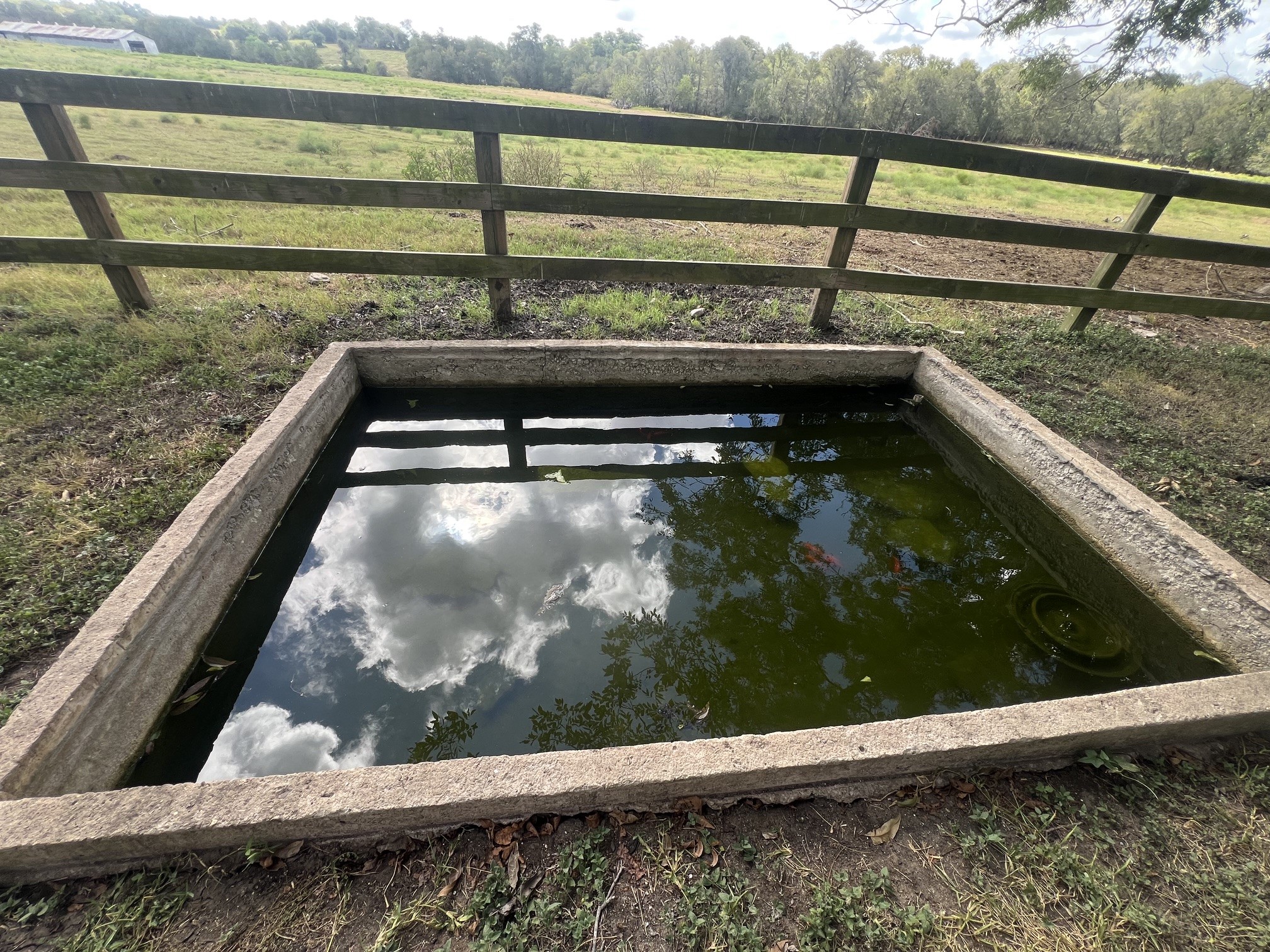 1137 Stokes Road Fayetteville, TX 78940 - Photo 19 of 24 Goldfish pond