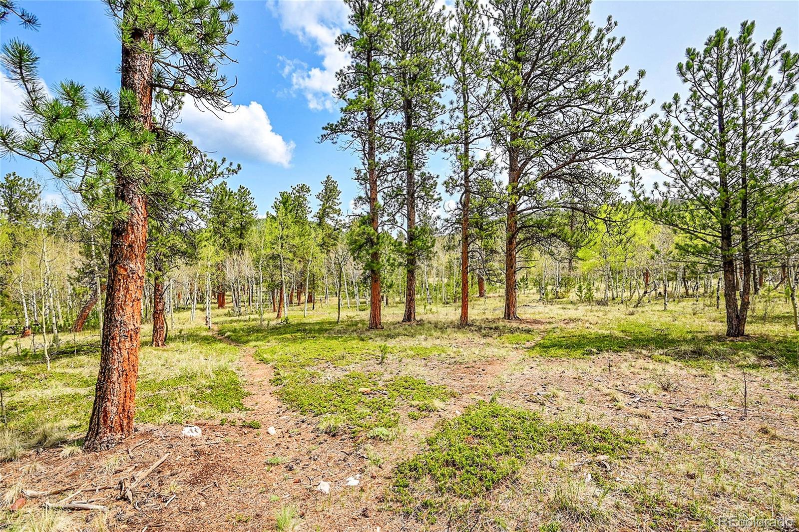 101 Campbell Road Bailey, CO 80421 - Photo 11 of 49 a yard with trees in the background