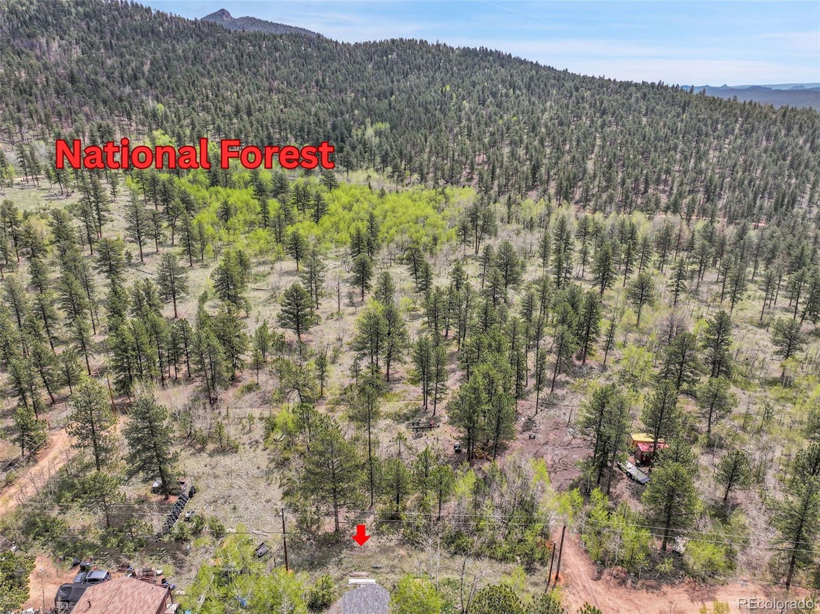 101 Campbell Road Bailey, CO 80421 - Photo 13 of 49 a view of a bunch of flowers and trees