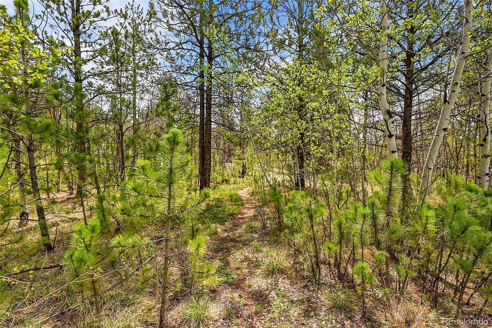101 Campbell Road Bailey, CO 80421 - Photo 9 of 49 a view of a yard with plants and tree