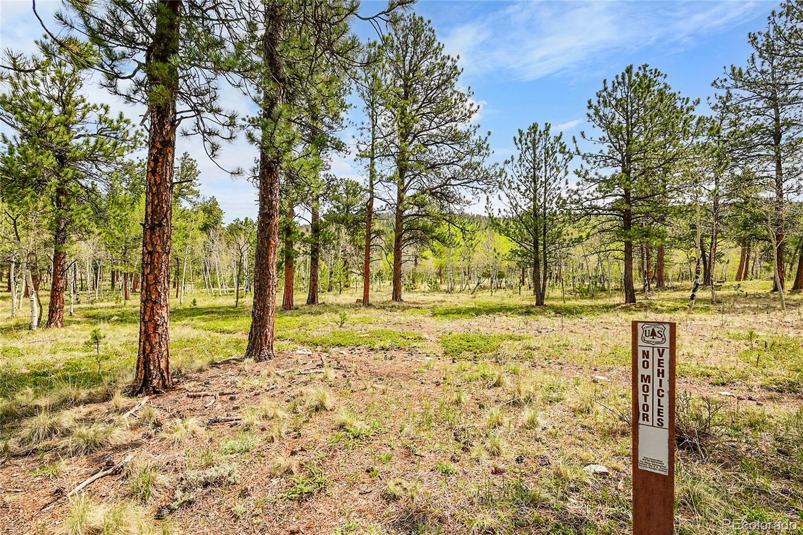 101 Campbell Road Bailey, CO 80421 - Photo 10 of 49 a view of yard with tree
