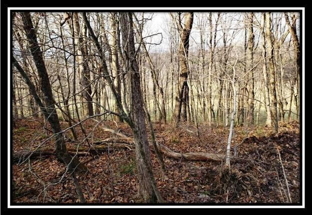 9333 Ridgeview Road Chandlersville, OH 43727 - Photo 26 of 45