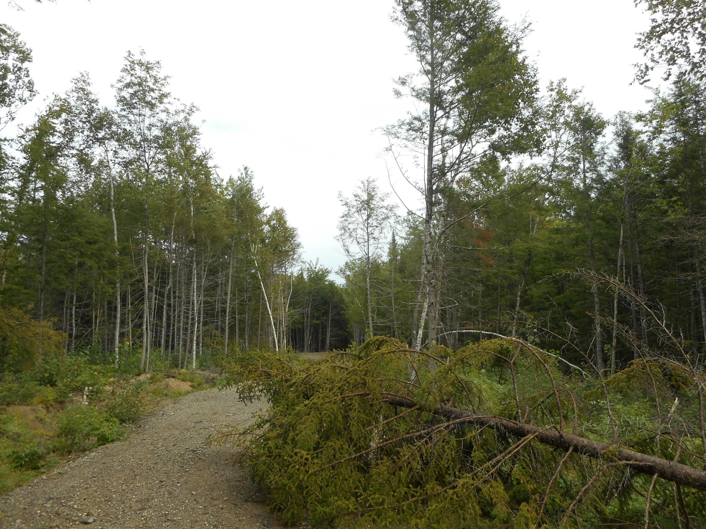 Lot 8-31 Keene Road Lincoln, ME 04457 - Photo 2 of 7 DSCN2714