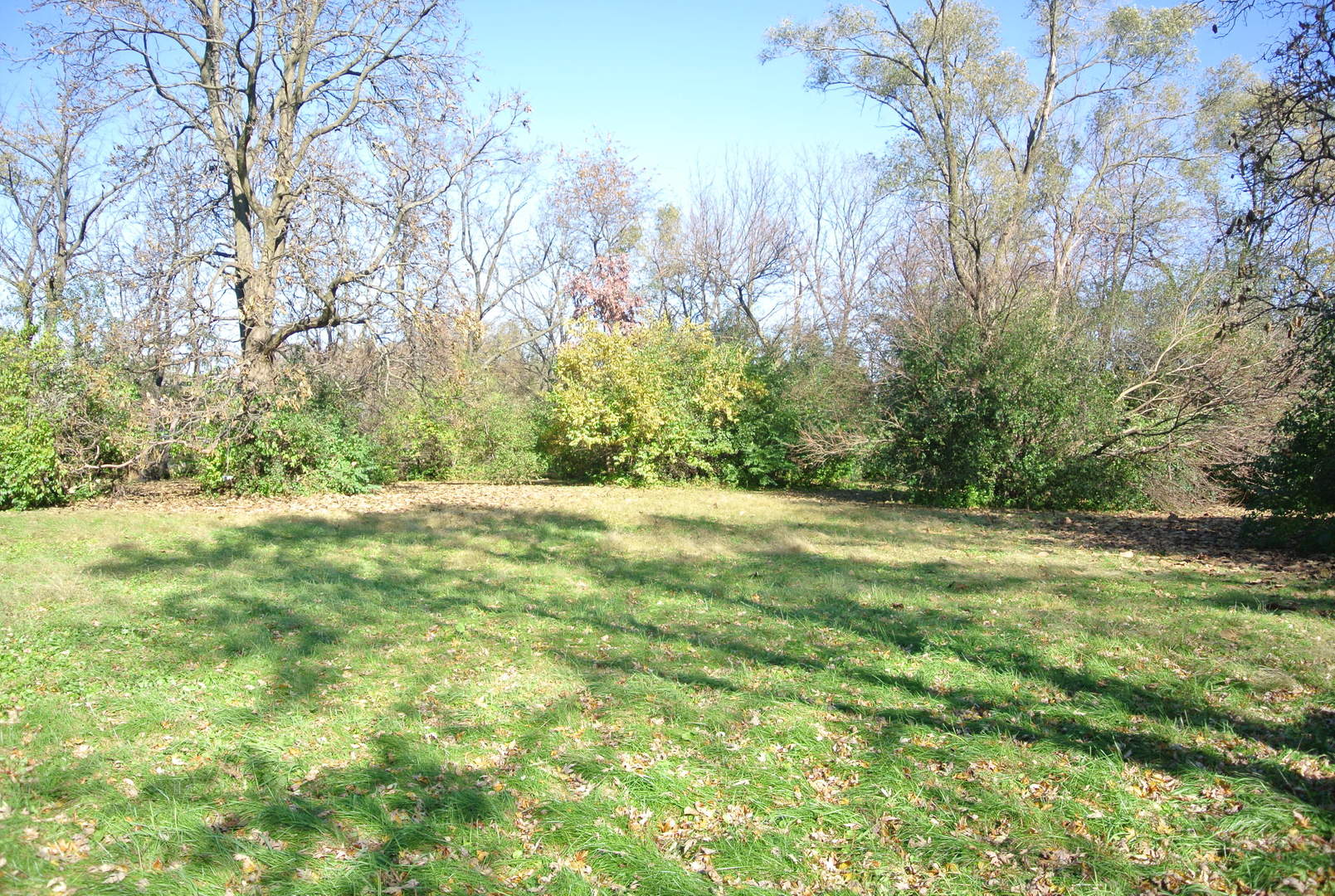 a view of yard with green space