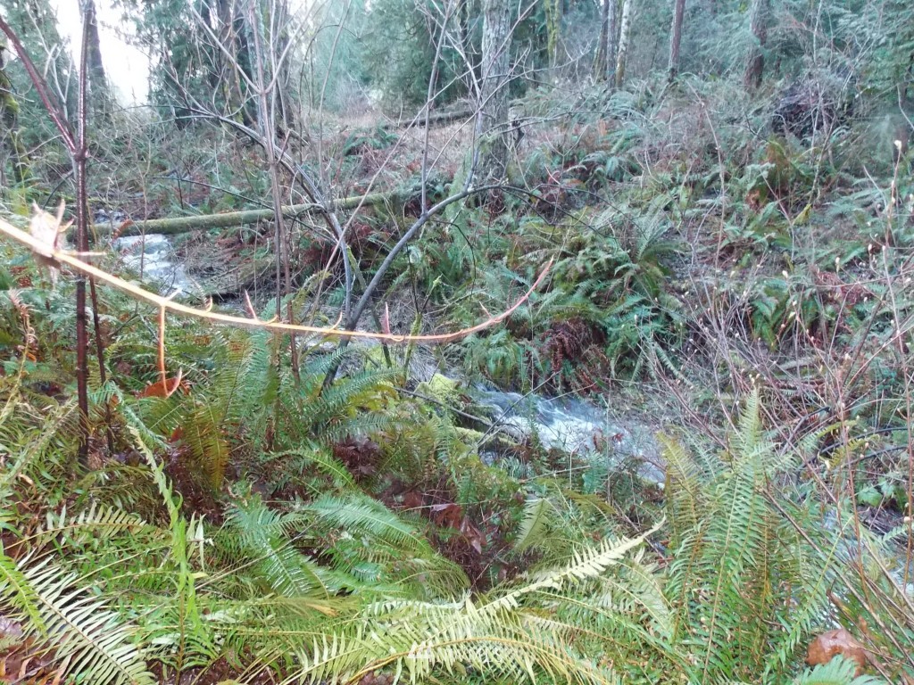 14705 Vail Cut Off Road Southeast Rainier, WA 98576 - Photo 4 of 11 Gallery Image 4