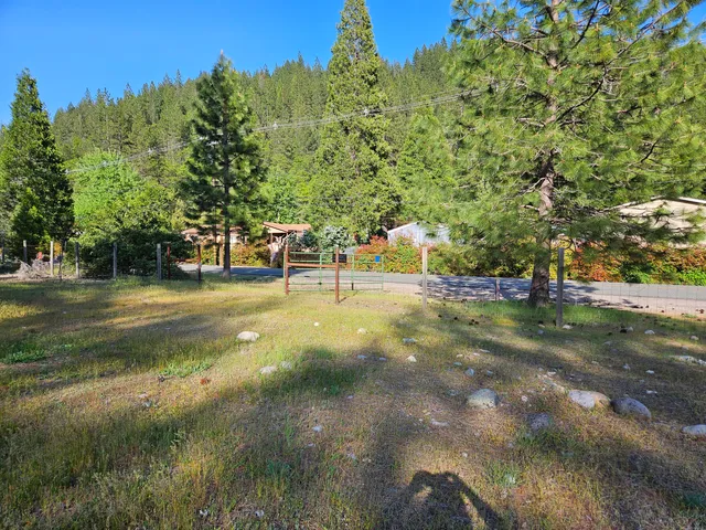 a view of a tree in a yard